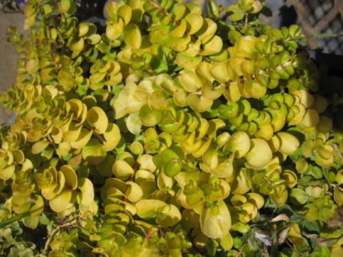 Lycimachia