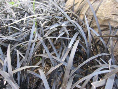 Ophiopogon