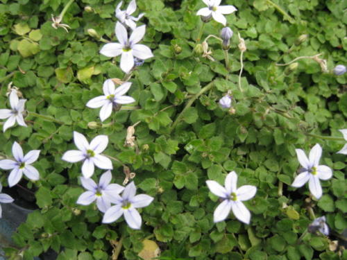 Pratia 0