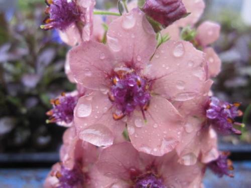 Verbascum 0