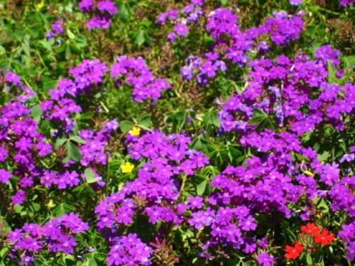 Verbena 05