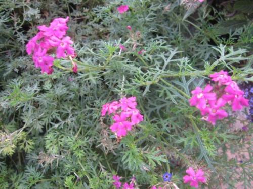 Verbena 06 0