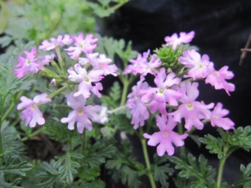 Verbena 07 0