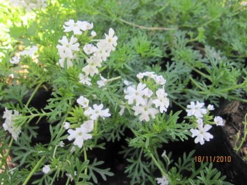 Verbena 08 0
