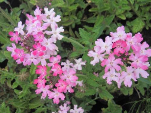 Verbena 09 0