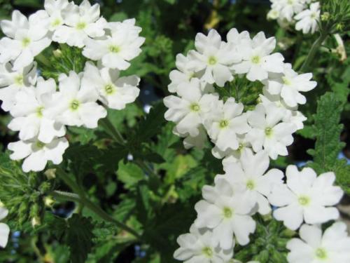 Verbena 10