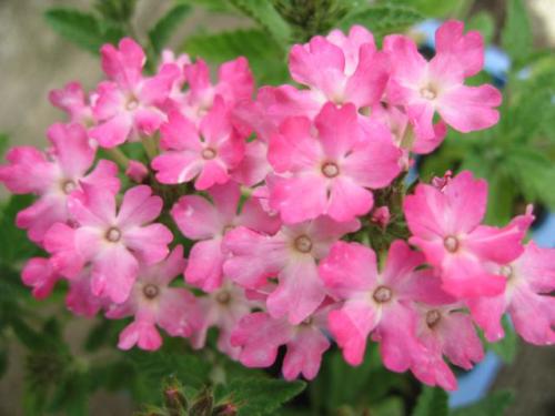 Verbena 11