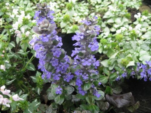 Ajuga 01 0