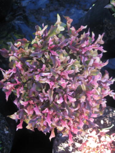 Alternanthera