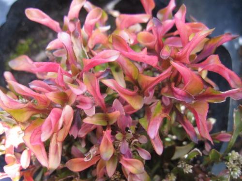 Alternanthera 1