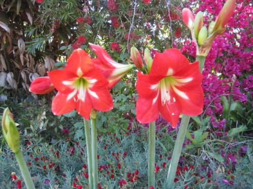 Amaryllis