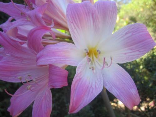 Amaryllis 01