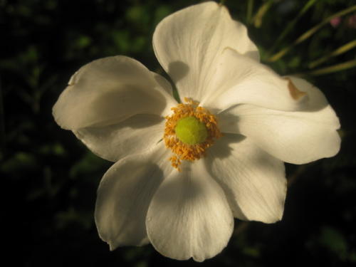 Anemone 02