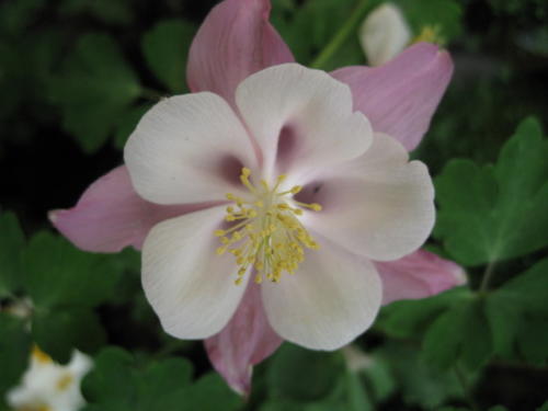 Aquilegia