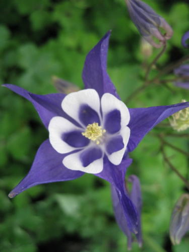 Aquilegia 02