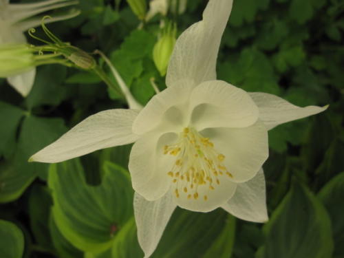 Aquilegia 03 0