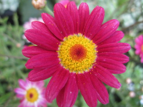 Argeranthemum 