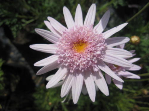 Argeranthemum 01 