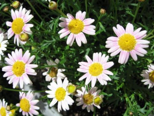 Argeranthemum 04 