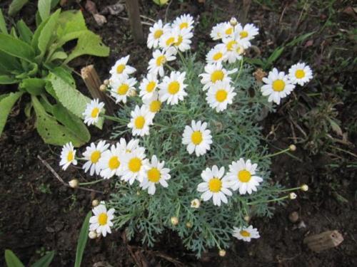 Argyranthemum 05 