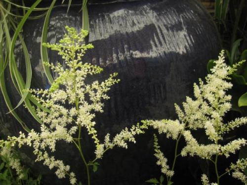 Astilbe 0