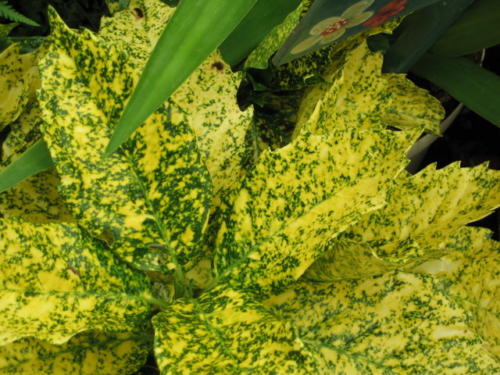 AucubaPLANTE 2006 448 (7)