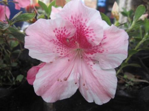 Azalea 01