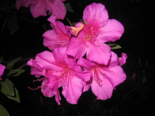 Azalea 02 0