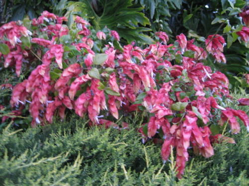 Beloperone 01 0