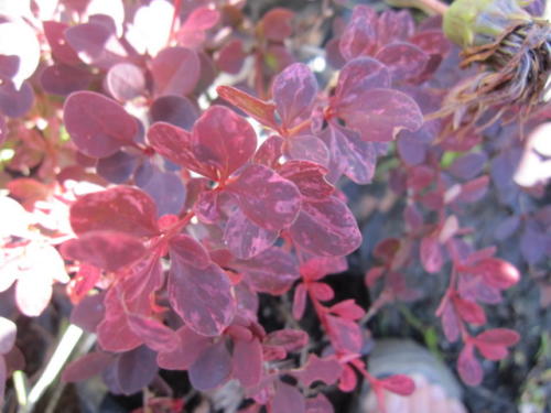 Berberis