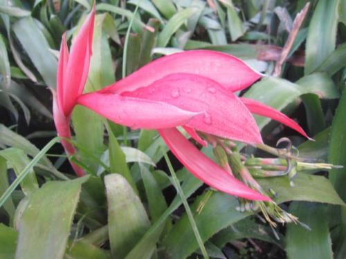 Bilbergia 0