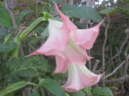 Brugmansia 01