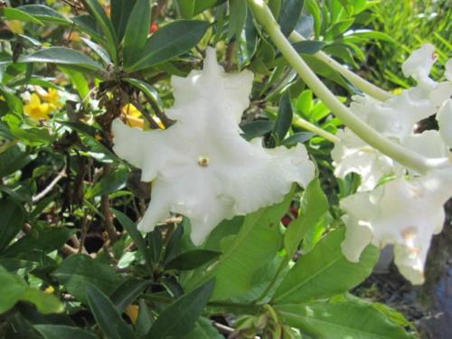 Brunfelsia 0