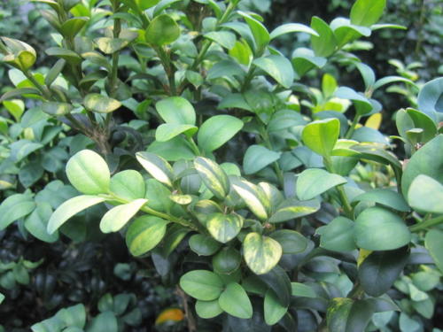 Buxus 0
