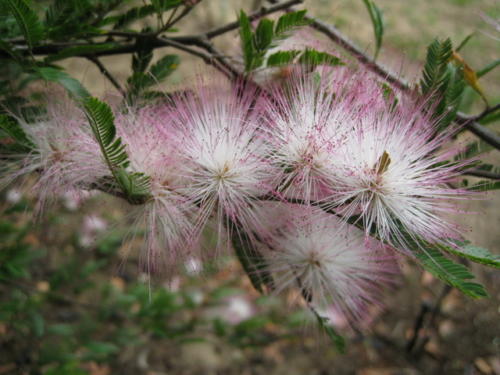 Caliandra