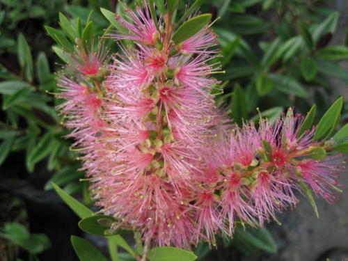 Callistemon 0