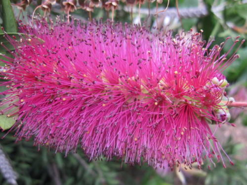 Callistemon 01