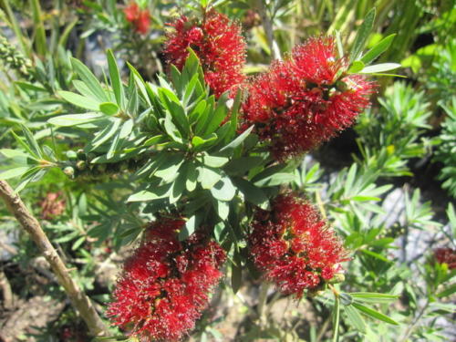 Callistemon 02 0